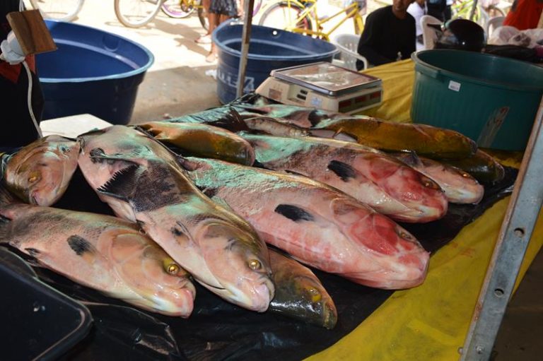 TARAUACÁ: V FEIRA DO PEIXE É REALIZADA COM SUCESSO