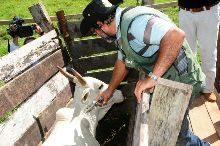 TARAUACÁ: Vacinação contra febre aftosa começa hoje