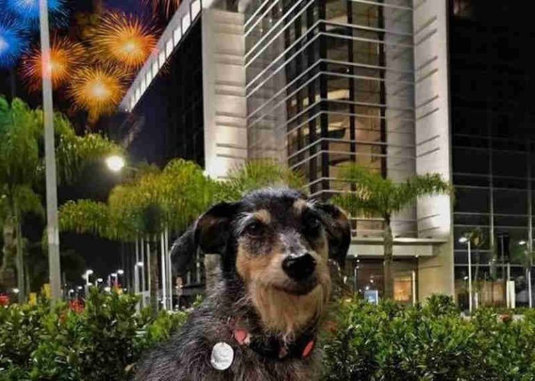 Senado abre consulta sobre lei para proibir fogos de artifício com barulho