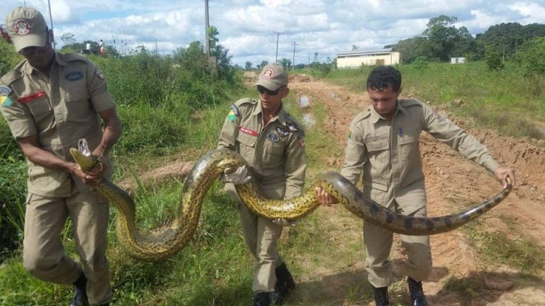 TARAUACÁ: TERRA DA ANACONDA – MAIS UMA COBRA GIGANTE APARECE NO BAIRRO CORCOVADO.