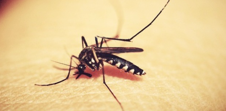 Dengue causou prejuízos de R$ 28 bilhões ao Brasil somente este ano