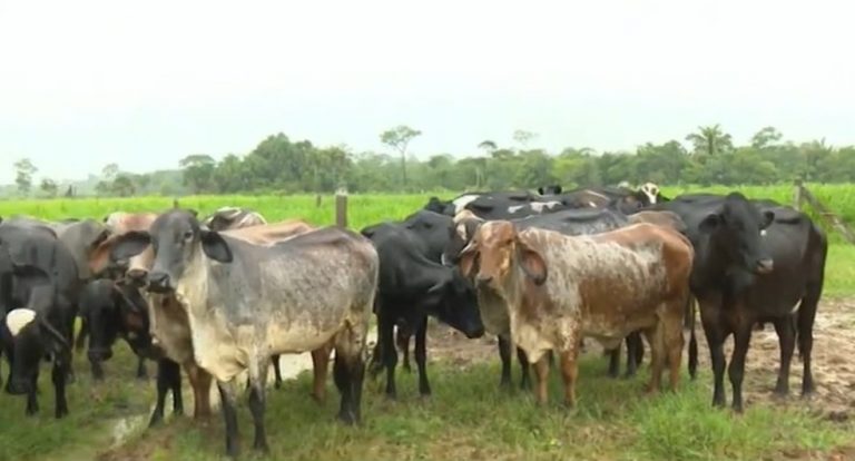 Agropecuária de Tarauacá mostra força no Leilão de São Francisco e arrecada R$ 300 mil