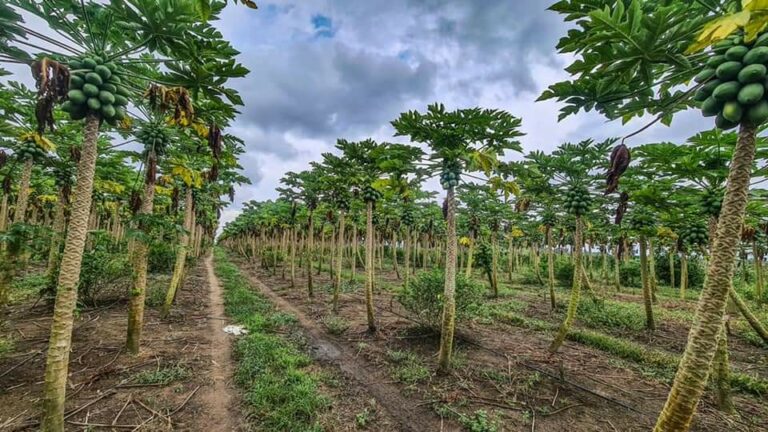 Celeiro da agricultura familiar,  Mâncio Lima exporta 8 toneladas  de mamão  por semana