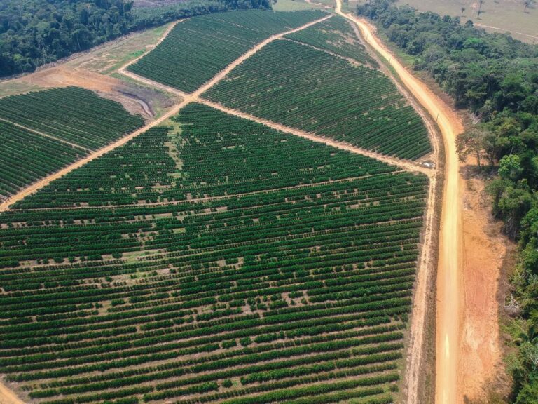 Mâncio Lima : nasce a nova rota do café no mapa do Brasil