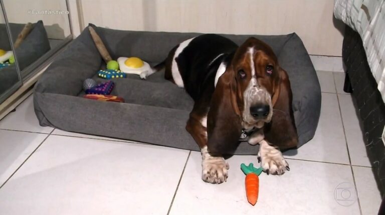 Gatos entram na Justiça: especialista defende que animais podem ser autores de ações