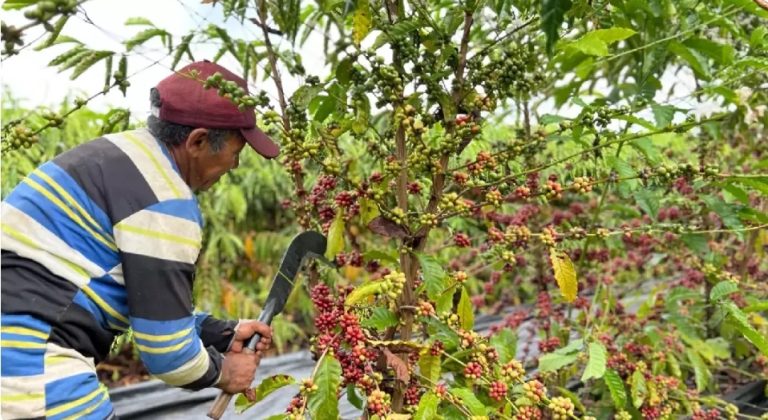 Produtor comemora primeira colheita de café semimecanizada com apoio da Prefeitura de Cruzeiro do Sul