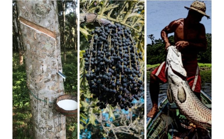 Extrativistas do Acre passam a receber subvenção com valores fixos por quilo comercializado