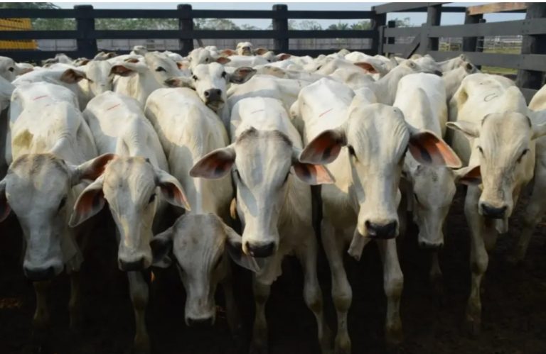 Pauta do Boi: governo do Acre eleva valor mínimo de bezerros para R$ 1.600