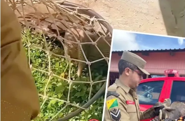 Bombeiros resgata gavião desorientado em residência de Feijó