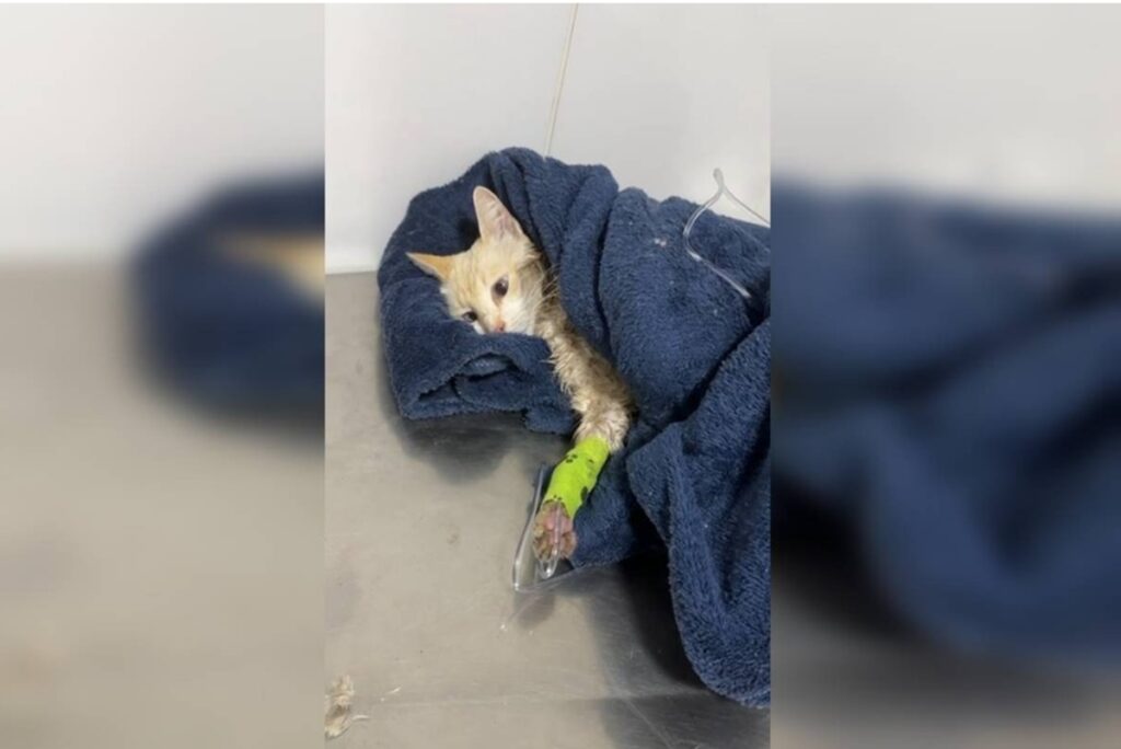 caca-a-serial-killer-:-pcdf-investiga-envenenamento-de-40-gatos-e-caes