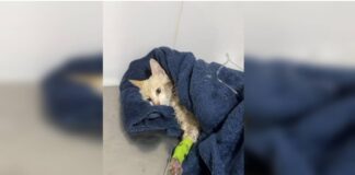 caca-a-serial-killer-:-pcdf-investiga-envenenamento-de-40-gatos-e-caes
