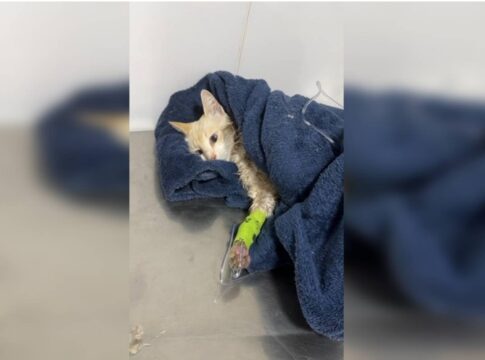caca-a-serial-killer-:-pcdf-investiga-envenenamento-de-40-gatos-e-caes