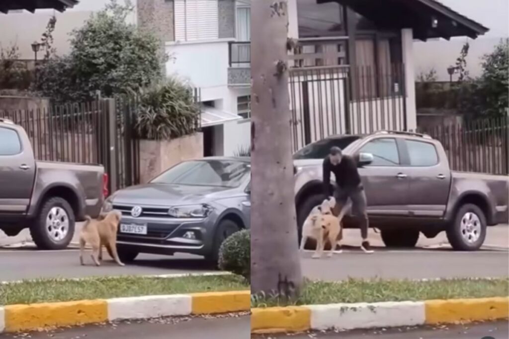 vira-lata-para-transito,-bloqueia-carro-de-policial-e-“cobra”-multa