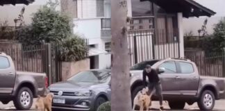 vira-lata-para-transito,-bloqueia-carro-de-policial-e-“cobra”-multa