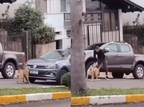 vira-lata-para-transito,-bloqueia-carro-de-policial-e-“cobra”-multa