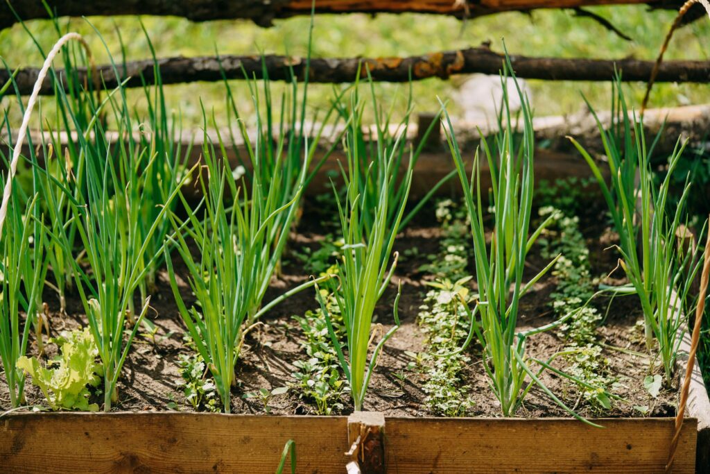 5-beneficios-da-cebolinha-verde-para-a-saude-e-como-inclui-la-na-dieta