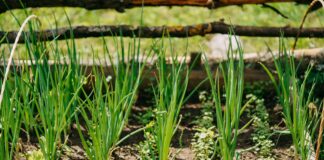 5-beneficios-da-cebolinha-verde-para-a-saude-e-como-inclui-la-na-dieta
