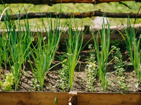 5-beneficios-da-cebolinha-verde-para-a-saude-e-como-inclui-la-na-dieta