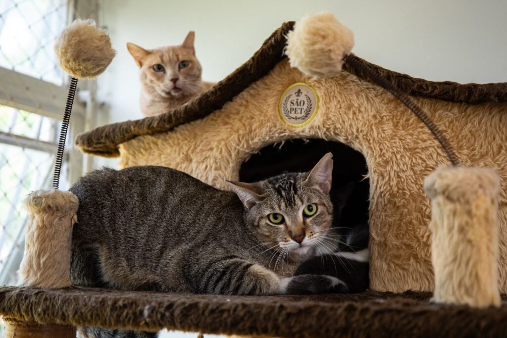 gatos-protegem-outros-felinos-“amigos”-e-nao-“parentes”;-entenda