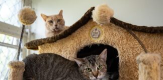 gatos-protegem-outros-felinos-“amigos”-e-nao-“parentes”;-entenda