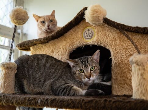 gatos-protegem-outros-felinos-“amigos”-e-nao-“parentes”;-entenda