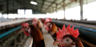 gripe-aviaria:-goias-confirma-primeiro-caso-em-aves-de-subsistencia