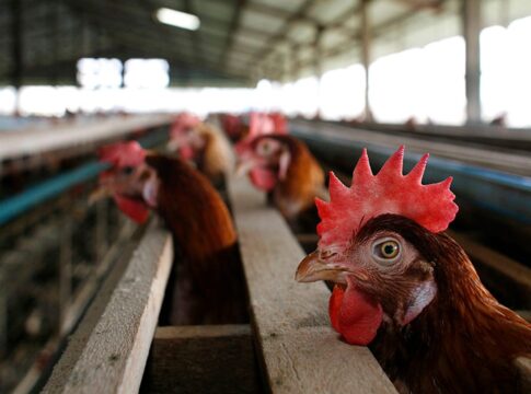 gripe-aviaria:-goias-confirma-primeiro-caso-em-aves-de-subsistencia
