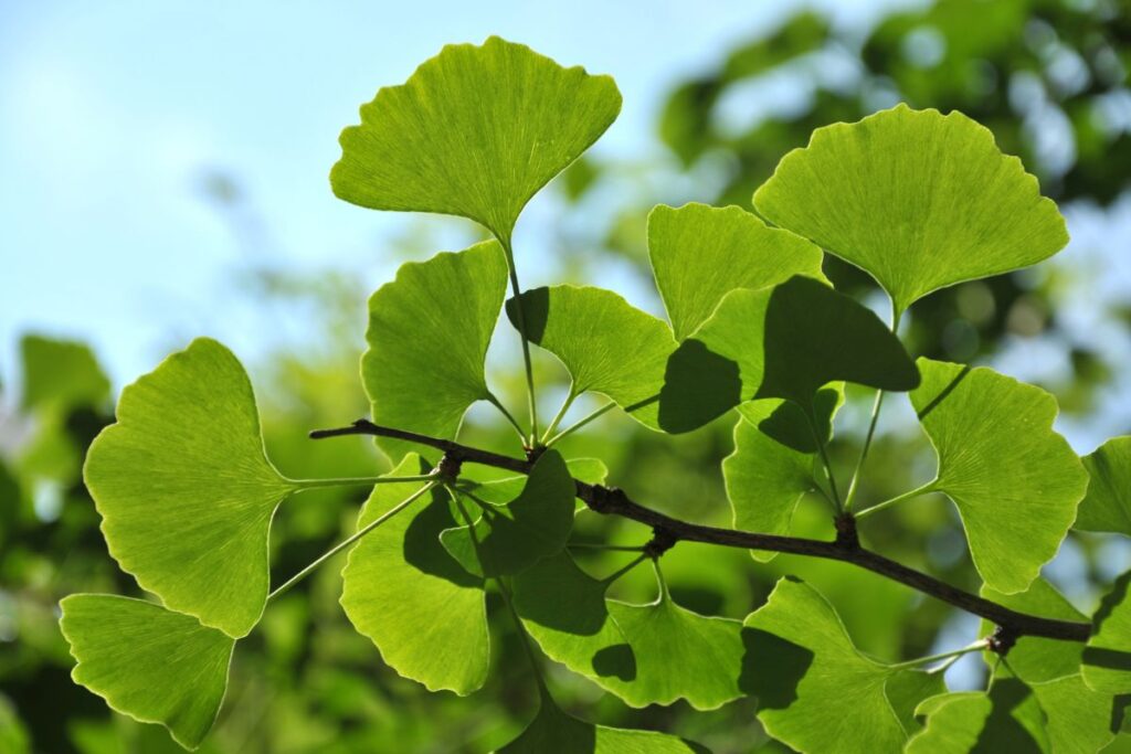 conheca-a-planta-que-ajuda-na-longevidade-e-memoria-para-ter-no-jardim
