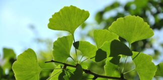 conheca-a-planta-que-ajuda-na-longevidade-e-memoria-para-ter-no-jardim