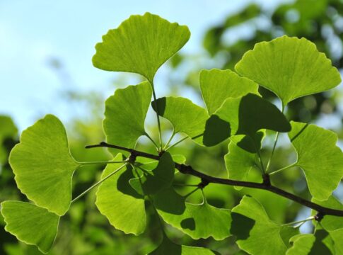 conheca-a-planta-que-ajuda-na-longevidade-e-memoria-para-ter-no-jardim