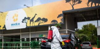 gripe-aviaria:-saude-df-monitora-equipe-do-zoo-apos-contato-com-ave