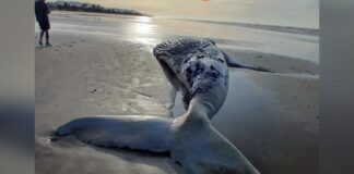 baleia-jubarte-de-quase-8-metros-e-encontrada-morta-em-praia.-veja