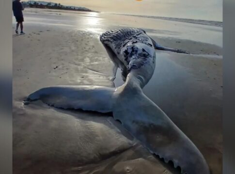 baleia-jubarte-de-quase-8-metros-e-encontrada-morta-em-praia.-veja