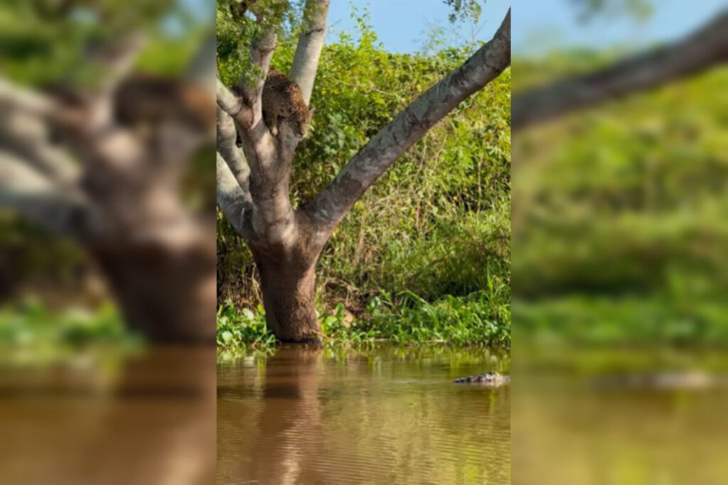 video:-onca-pintada-impressiona-ao-atacar-jacare-em-rio-no-pantanal