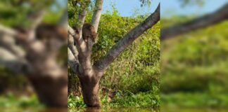 video:-onca-pintada-impressiona-ao-atacar-jacare-em-rio-no-pantanal