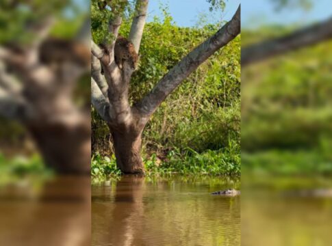 video:-onca-pintada-impressiona-ao-atacar-jacare-em-rio-no-pantanal