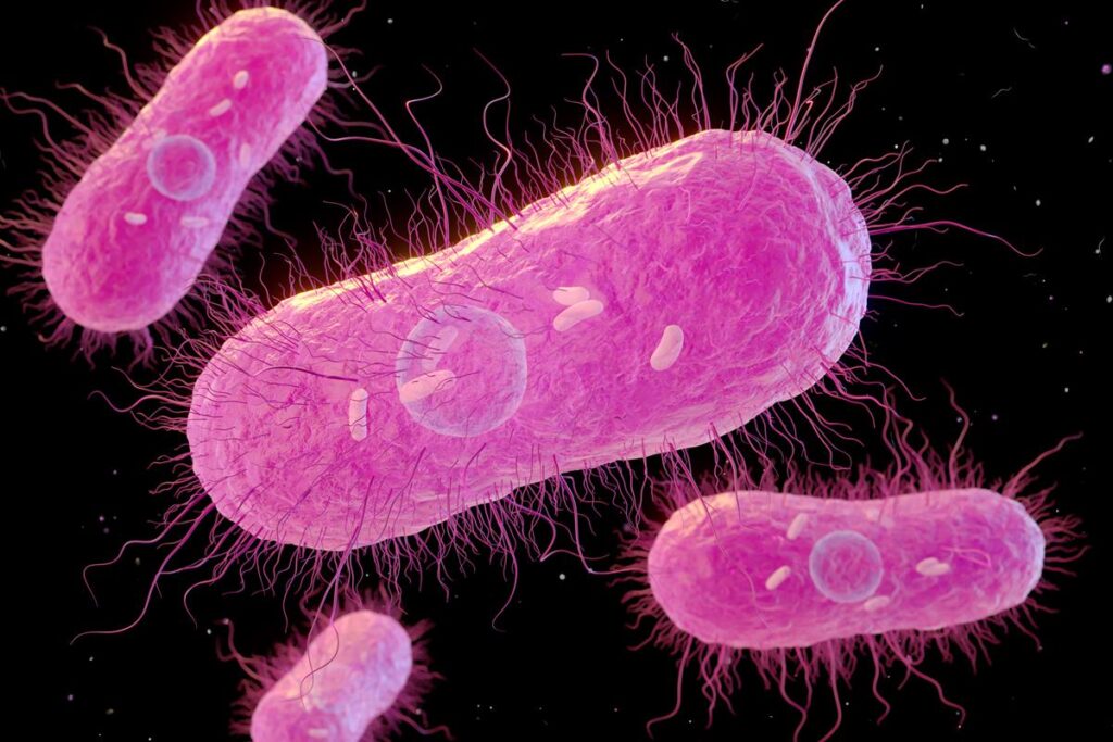 medico-lista-dois-chas-que-ajudam-a-combater-a-bacteria-salmonella