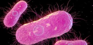 medico-lista-dois-chas-que-ajudam-a-combater-a-bacteria-salmonella