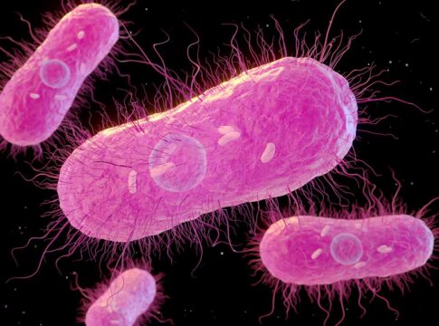 medico-lista-dois-chas-que-ajudam-a-combater-a-bacteria-salmonella