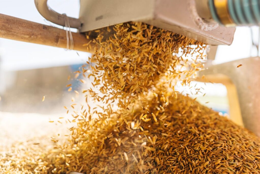 exportacao-de-arroz-dispara-82%-em-maio.-importacao-esta-em-queda
