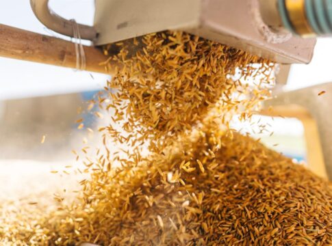 exportacao-de-arroz-dispara-82%-em-maio.-importacao-esta-em-queda