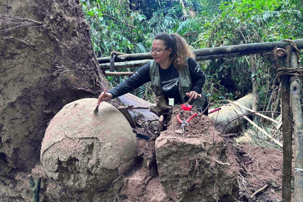 queda-de-arvore-na-amazonia-revela-urnas-funerarias-e-rituais-antigos