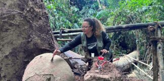 queda-de-arvore-na-amazonia-revela-urnas-funerarias-e-rituais-antigos