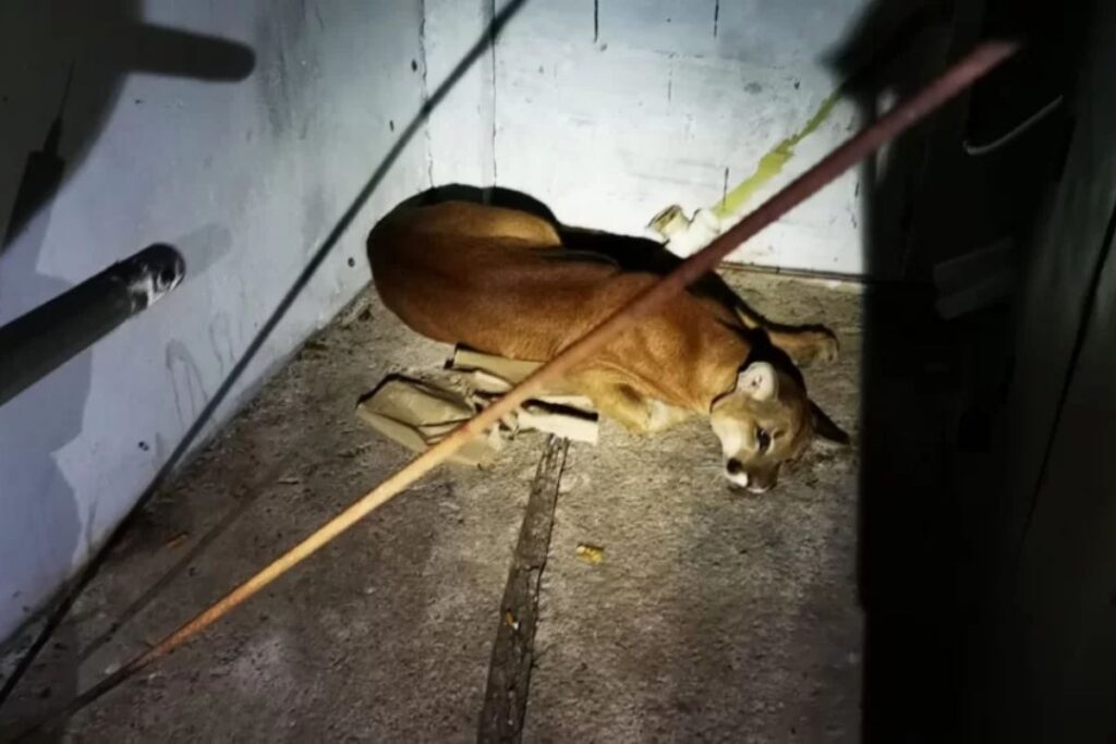 onca-parda-e-flagrada-dormindo-dentro-de-lava-rapido-no-interior-de-sp
