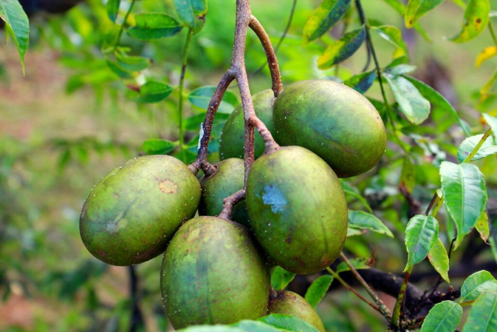fruta-tropical-rica-em-vitamina-c-combate-inflamacoes-do-corpo