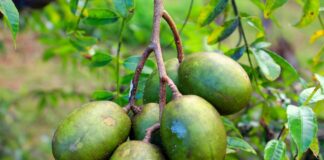 fruta-tropical-rica-em-vitamina-c-combate-inflamacoes-do-corpo