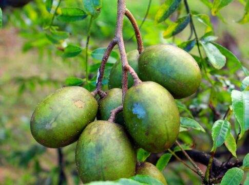 fruta-tropical-rica-em-vitamina-c-combate-inflamacoes-do-corpo