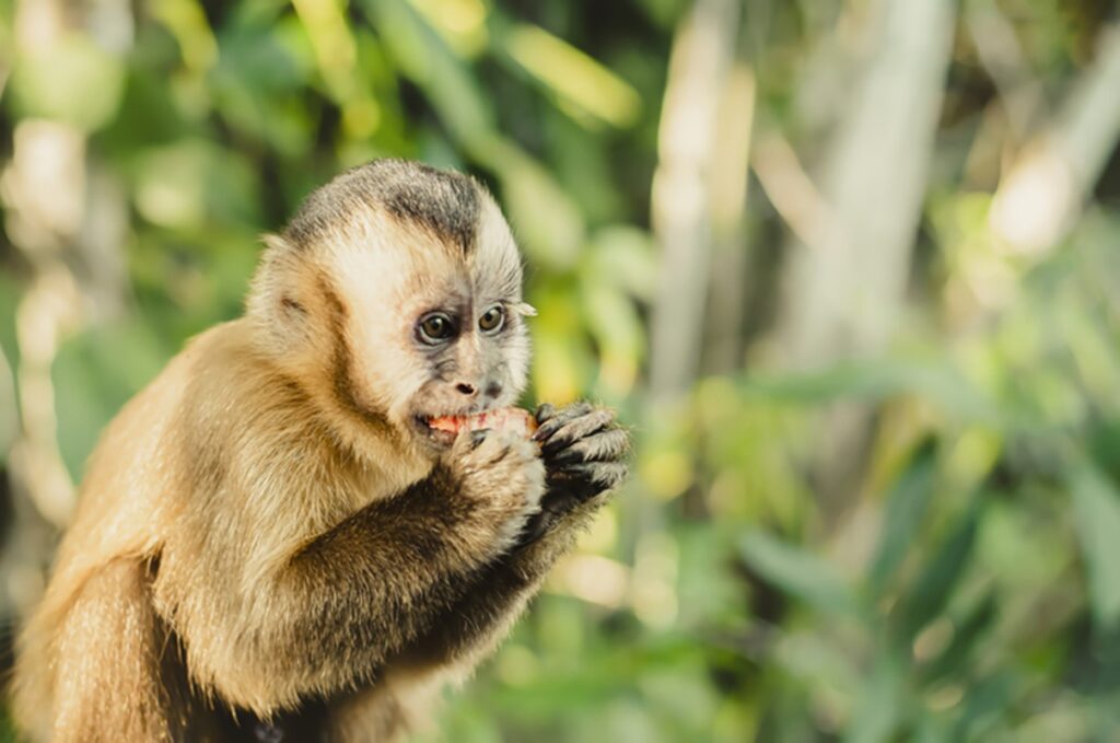 mudancas-climaticas:-habitats-de-animais-da-amazonia-estao-ameacados