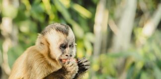 mudancas-climaticas:-habitats-de-animais-da-amazonia-estao-ameacados