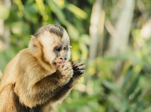 mudancas-climaticas:-habitats-de-animais-da-amazonia-estao-ameacados